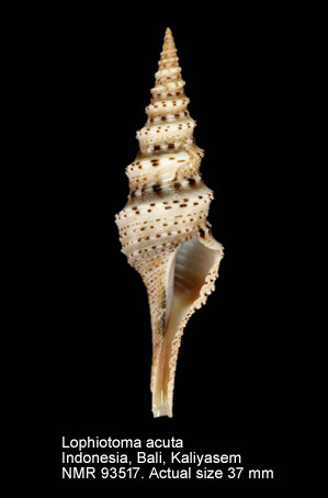 Lophiatoma acuta.jpg - Lophiotoma acuta (Perry,1811)